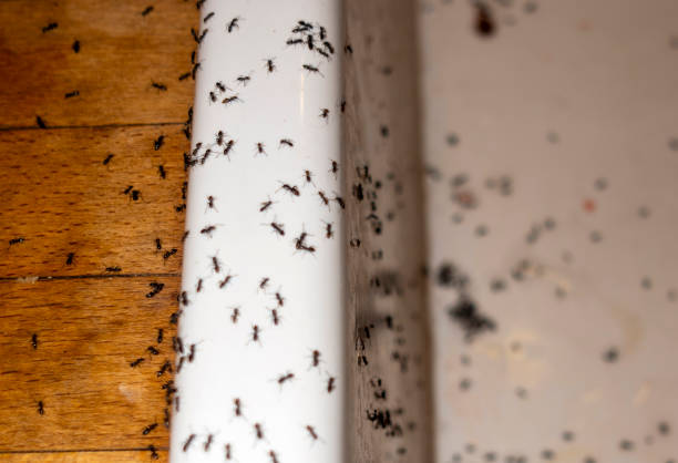 Best Local Pest Control Services  in Crewe, VA